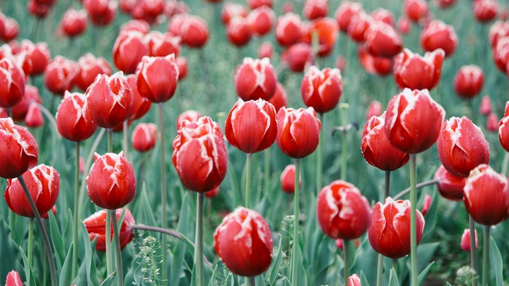 redness
