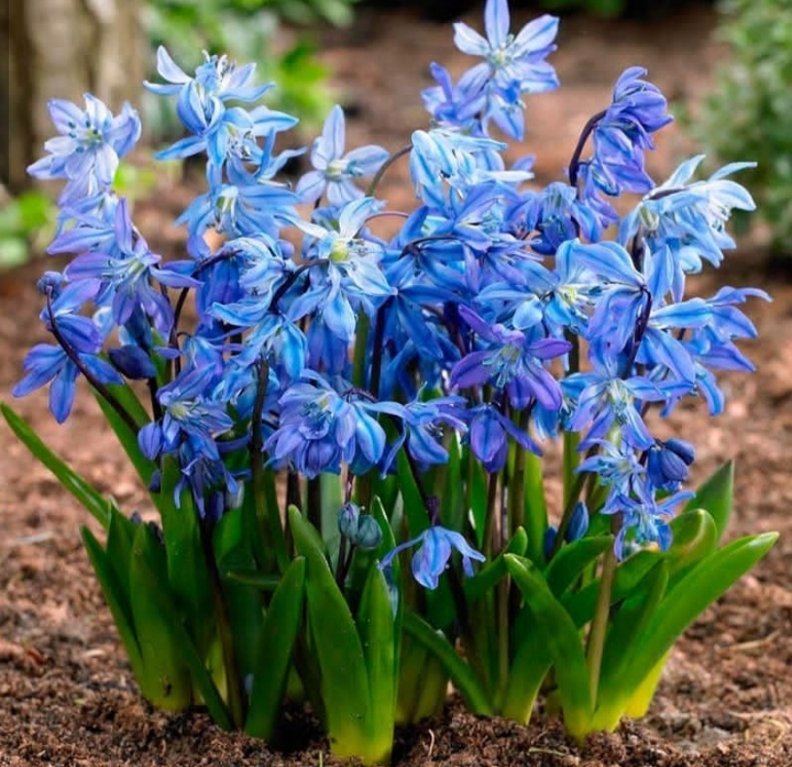 Hyacinth