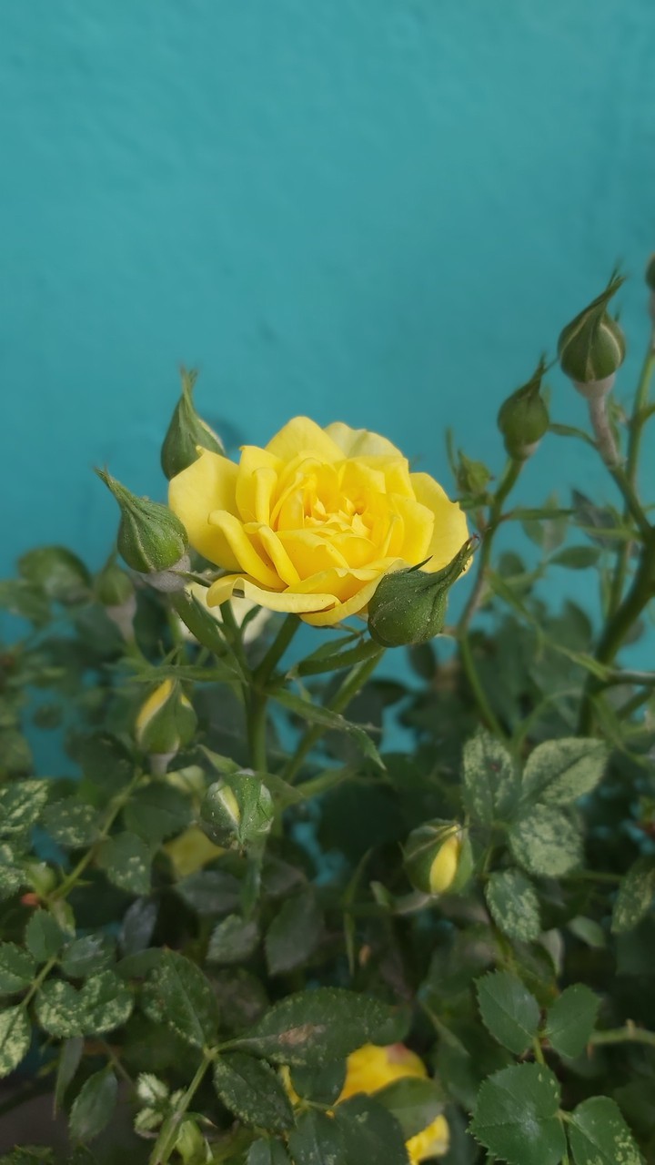 flower