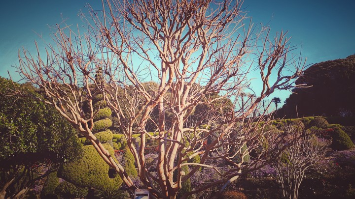 tree