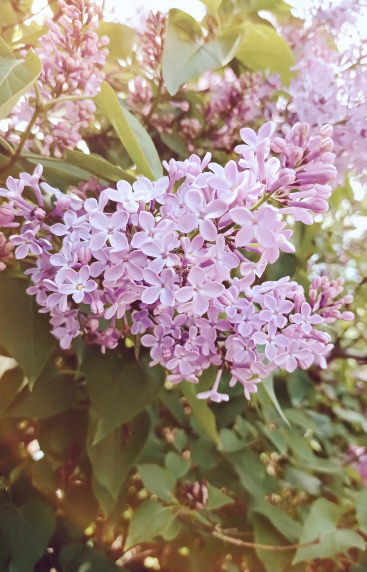 Сирень