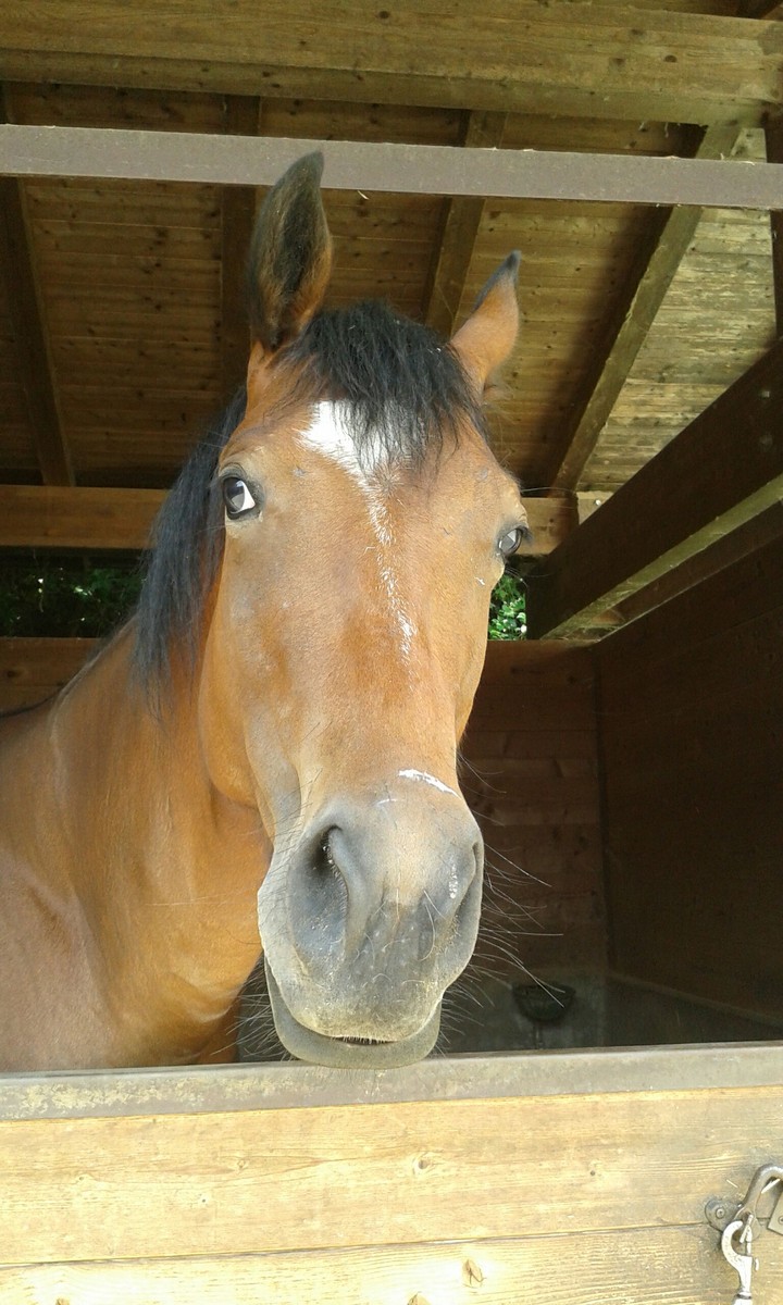 Horse