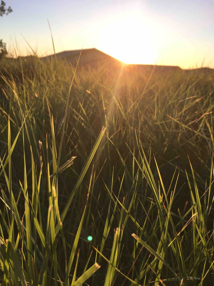 Grass