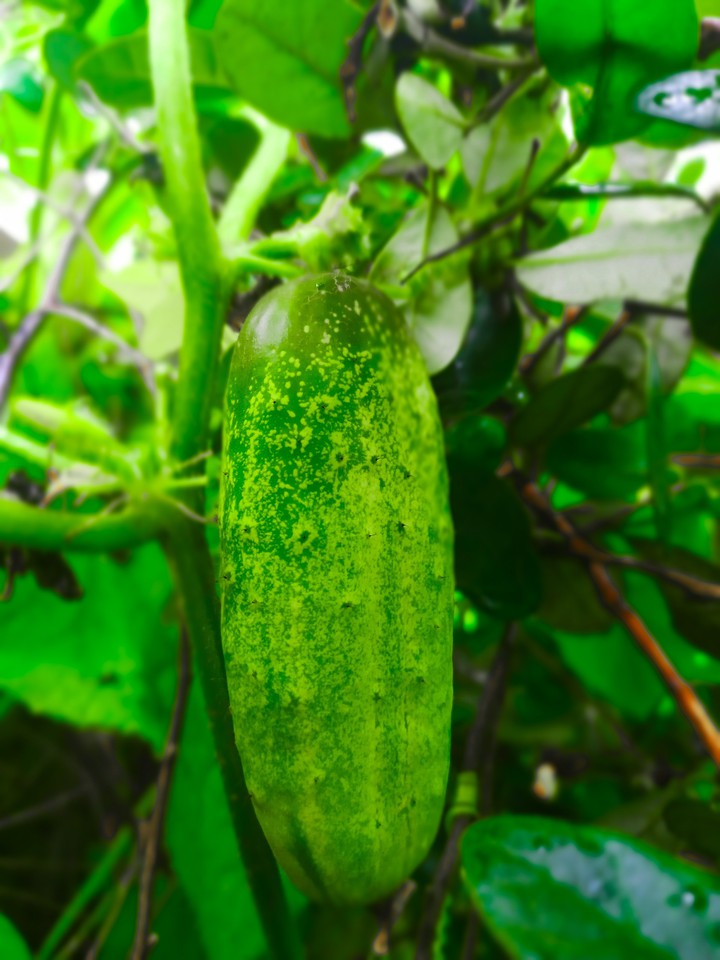 cucumber ?