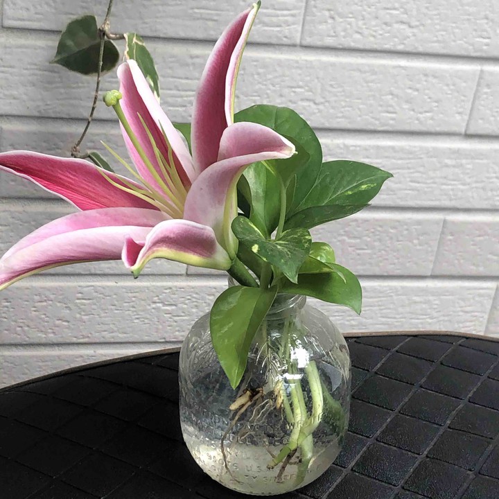 lily & Devil’s Ivy