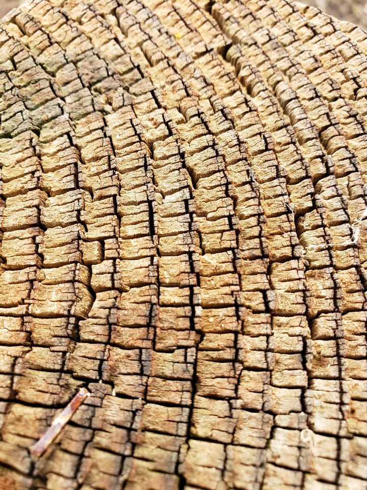 Wood texture