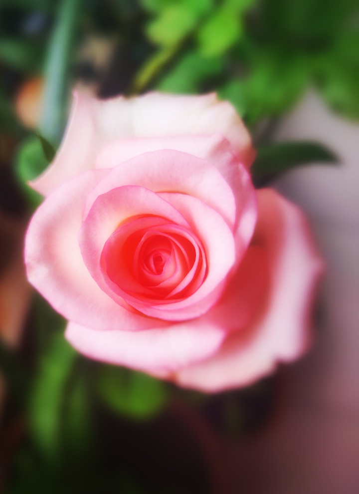 pink rose