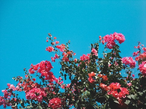 bloom.