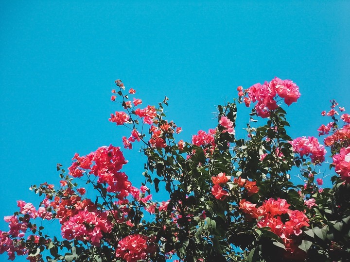 bloom.