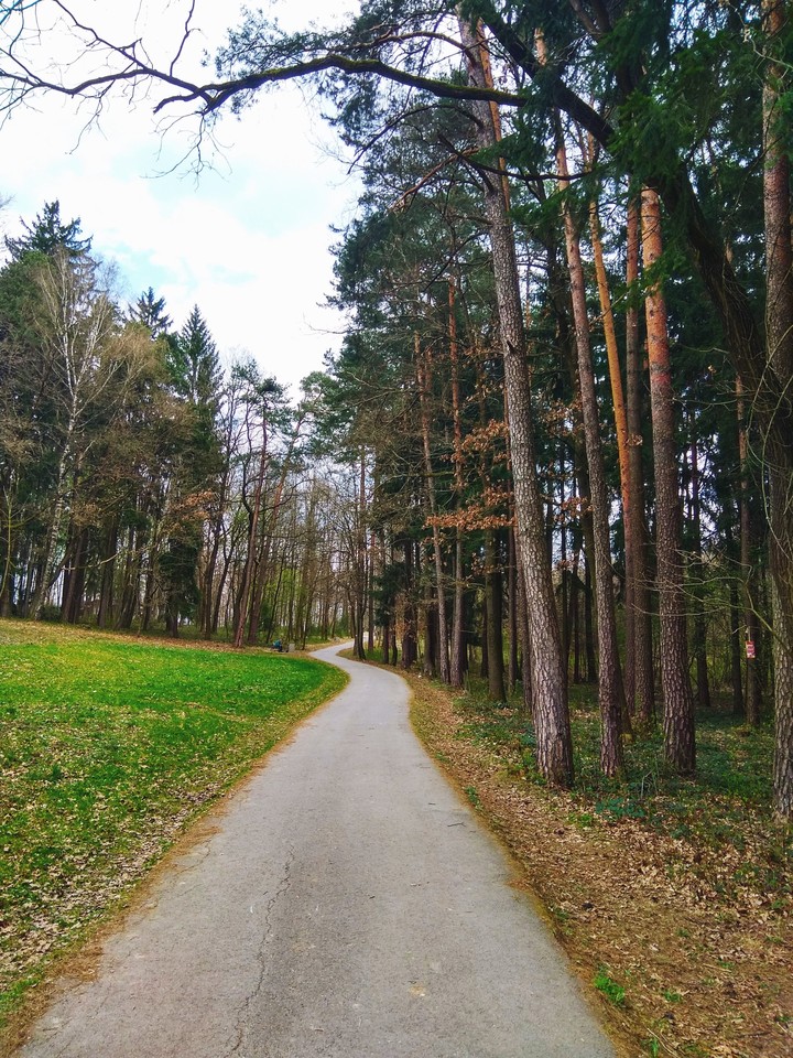 Forest