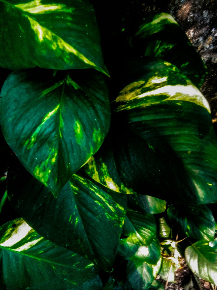 money plant