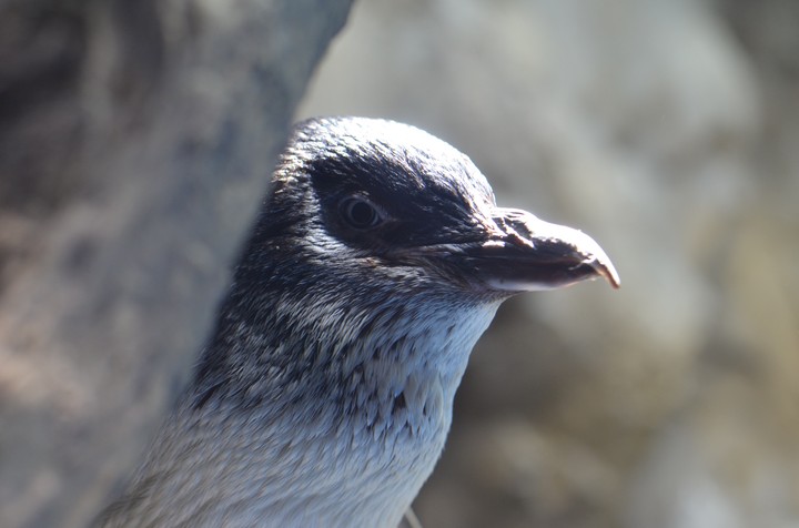 Lonely Penguin