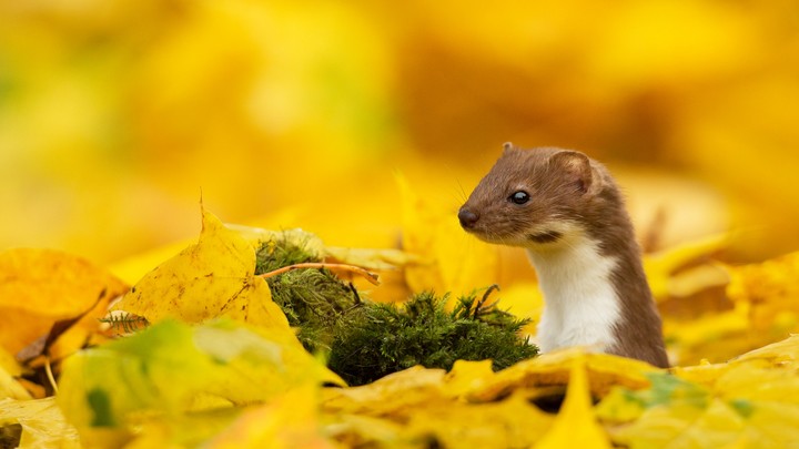 weasel
