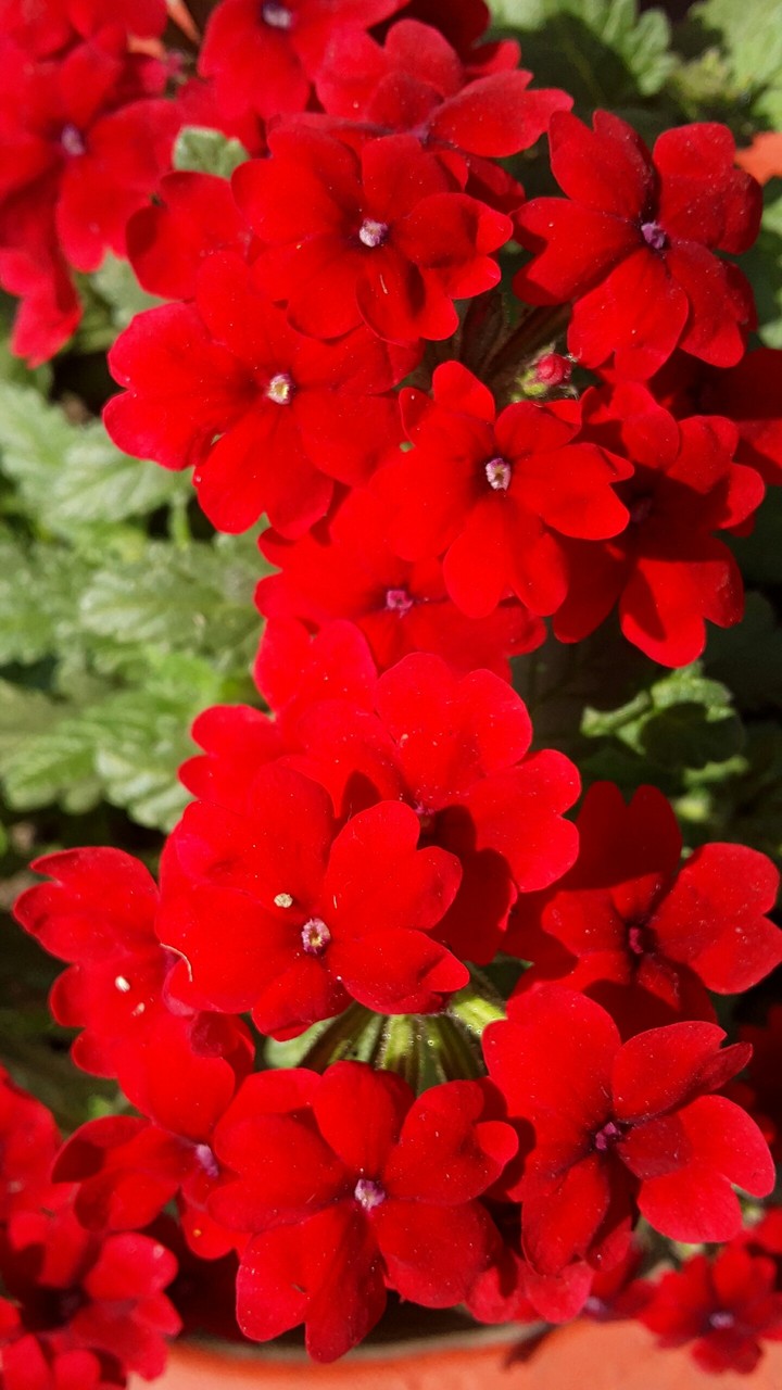 flowers