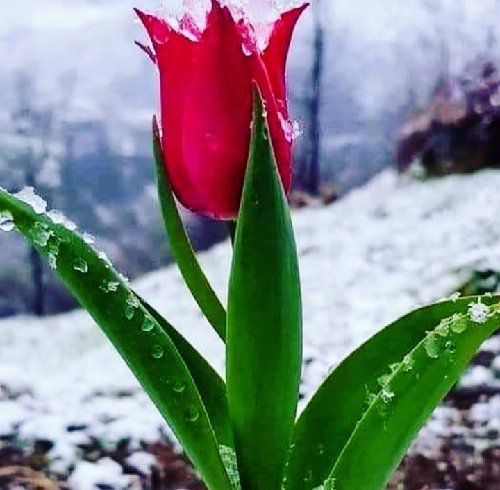Tulipa