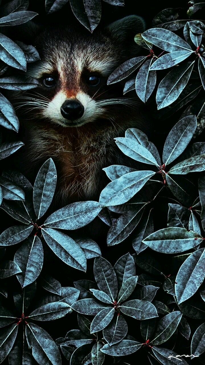 Beautiful wallpaper