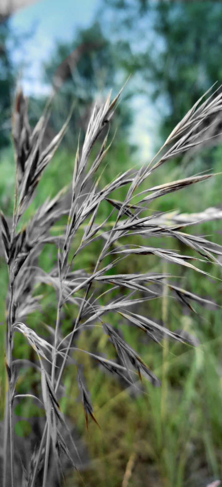 Grashopper