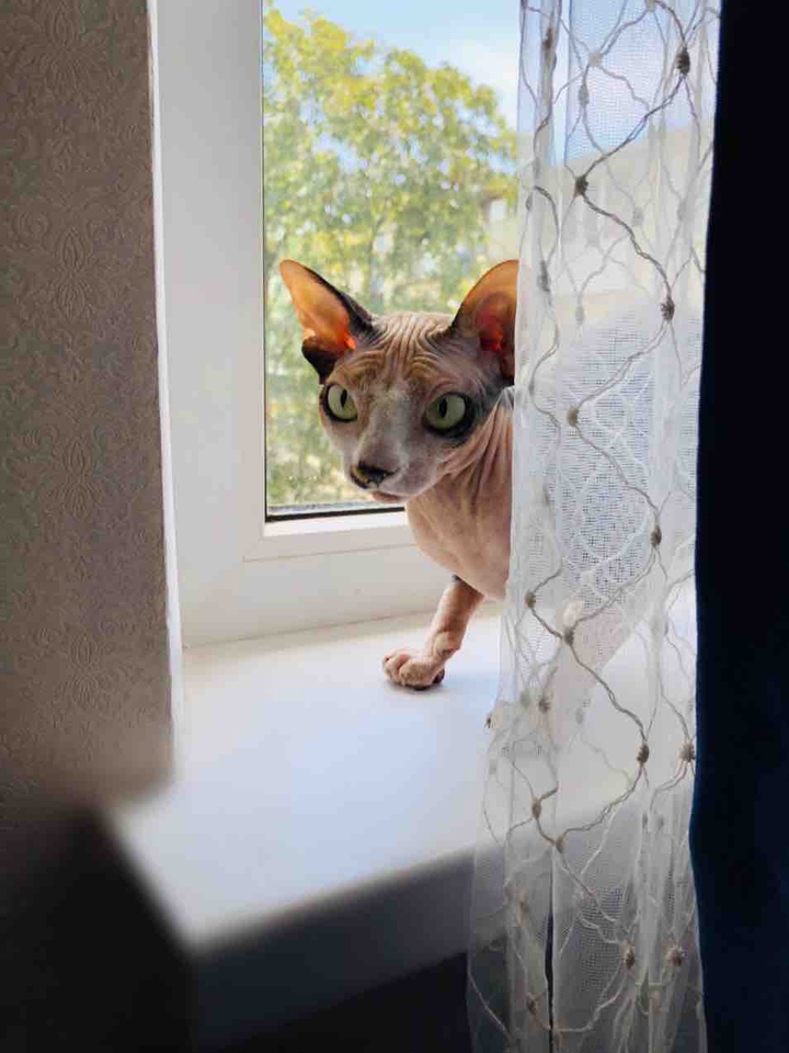 кошка