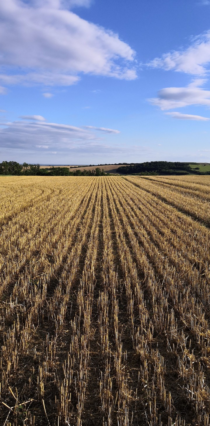 Harvest