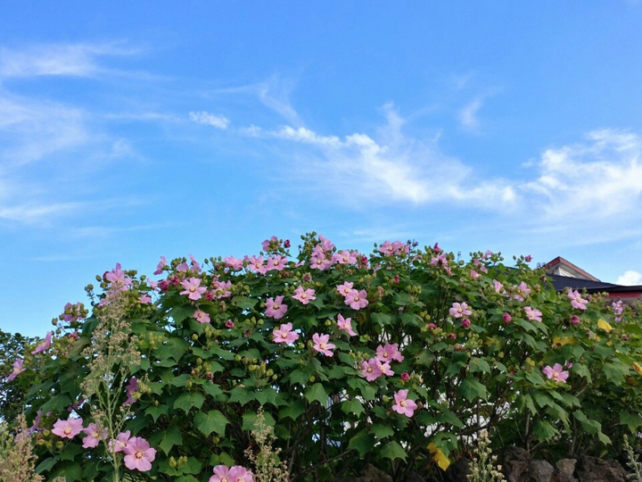 꽃담장