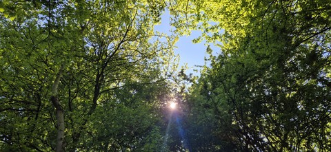 forest, branch wallpapers
