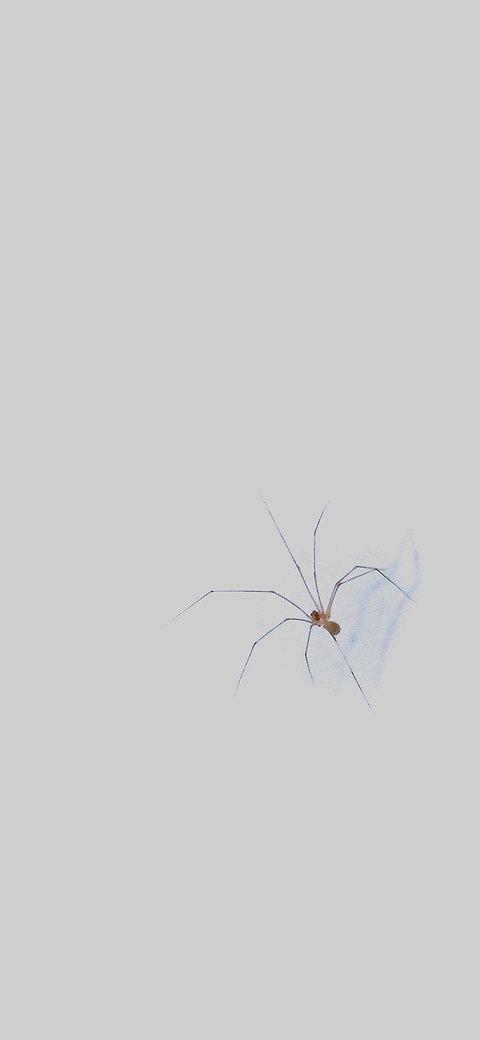 Mobile wallpaper Spider