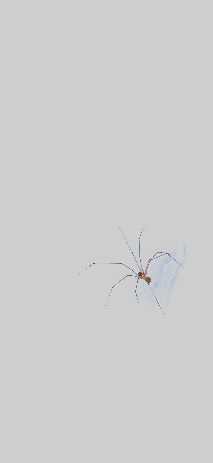 Mobile wallpaper Spider