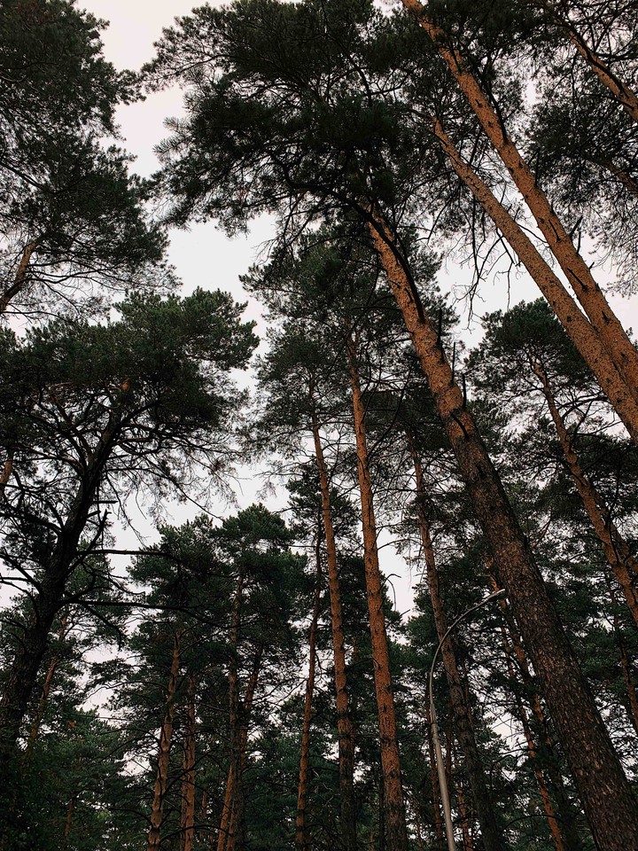 forest
