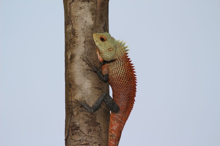 Lizard