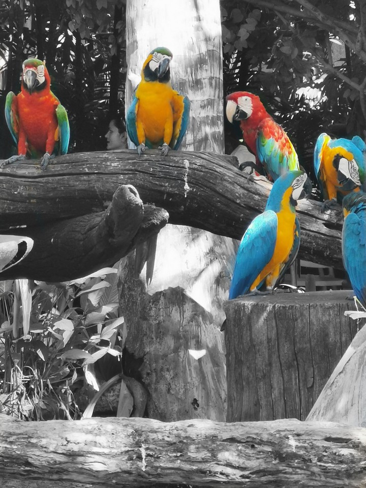 parrots