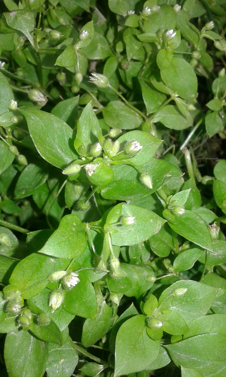 love nature