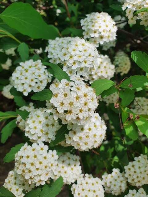 tapety botany, petal