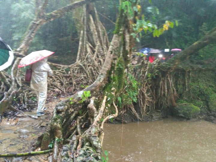living Root bridge