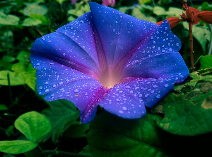 flower