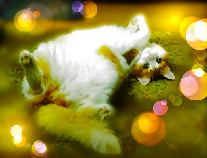 my Kimi