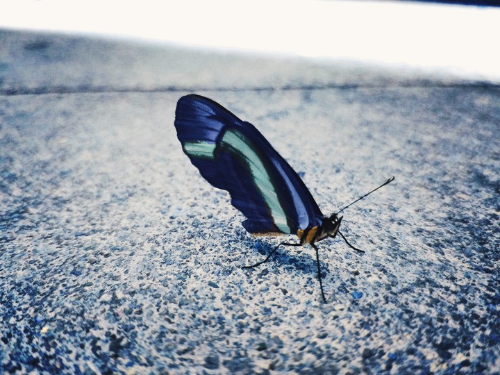 borboleta