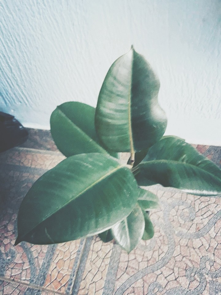 Ficus