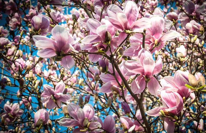 magnolia