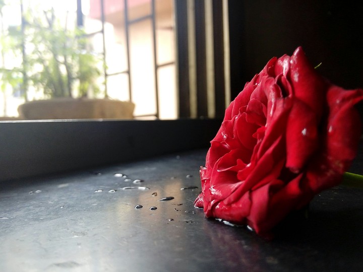 Rose
