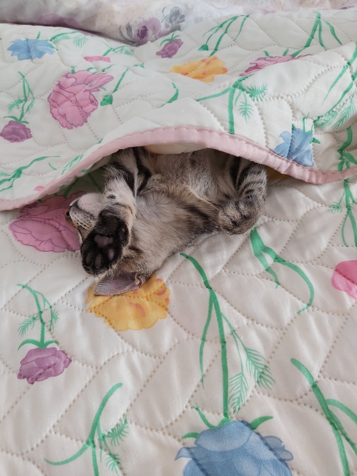 No photo please??