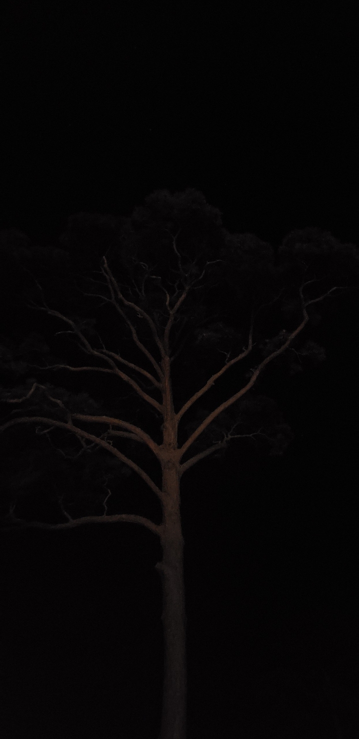 Night Tree