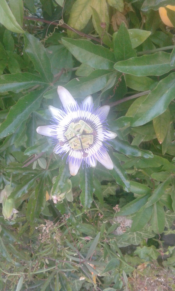 Passiflore