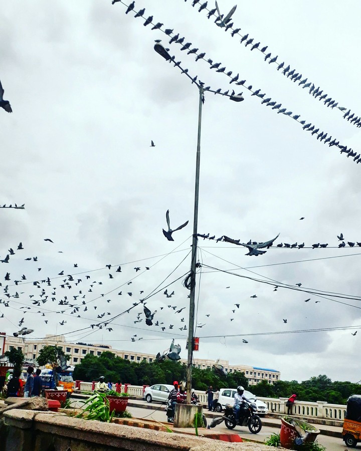 birds