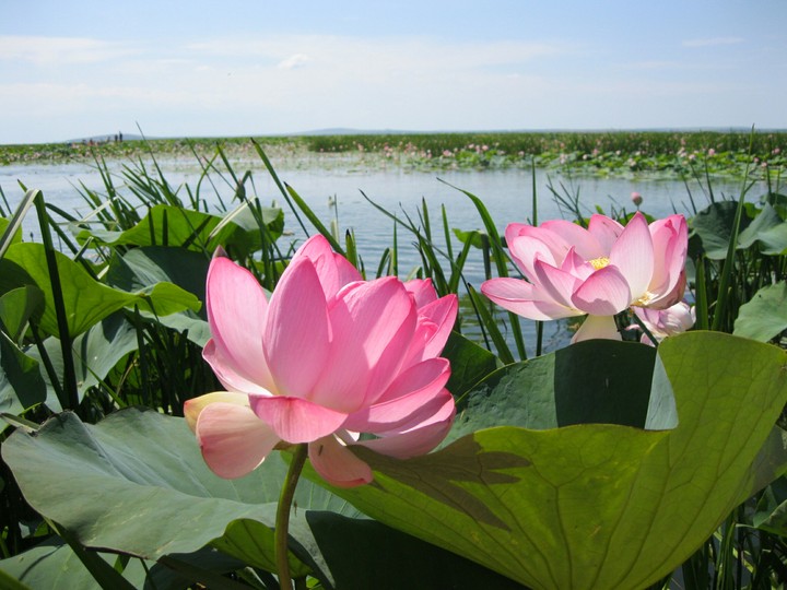 Лотос