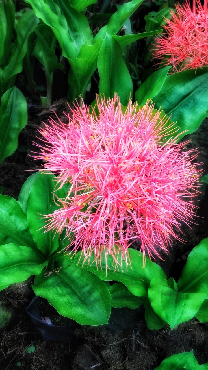beautiful flower