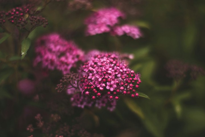 violet
