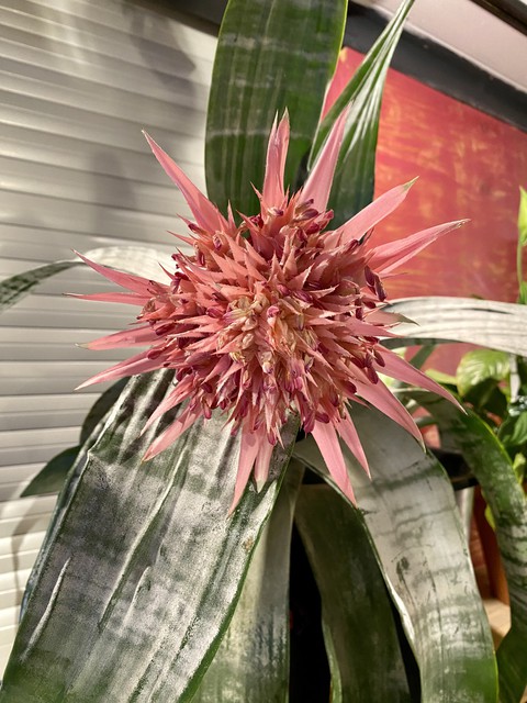тапети Art, bromeliaceae