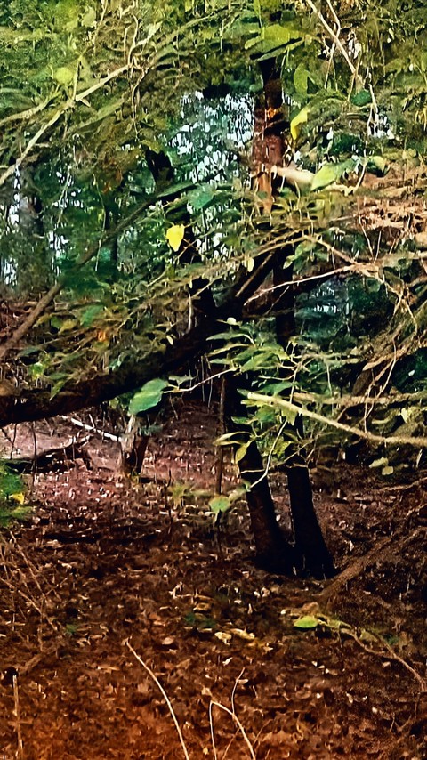 sfondi Log, jungle