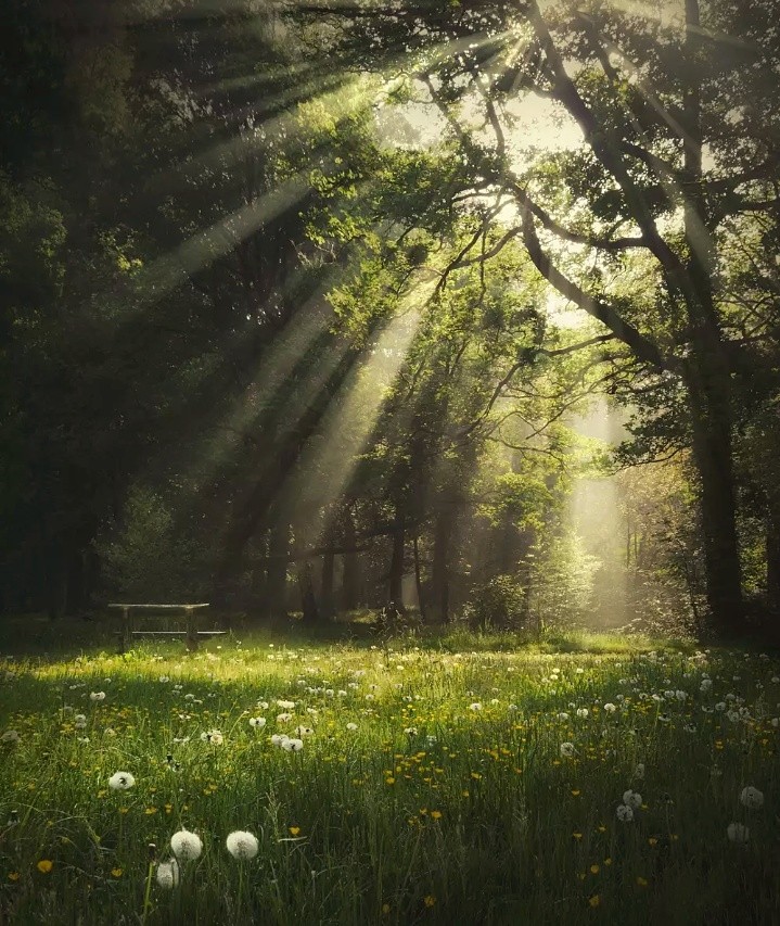 Dandelion dancing 