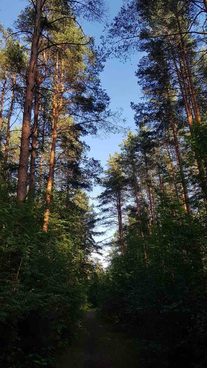 ПРОГУЛКА В ОЕСУ